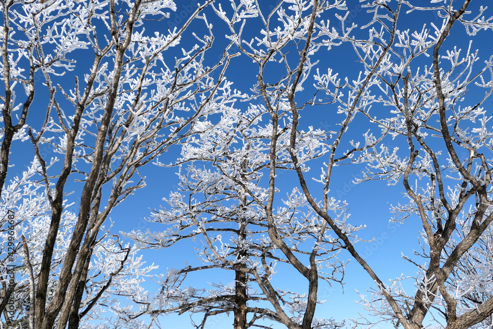 Obraz premium Winter snow scenery at Gyebangsan Mountain, Korea