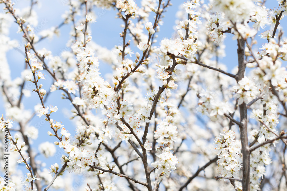 close up of white cherry blossom tree