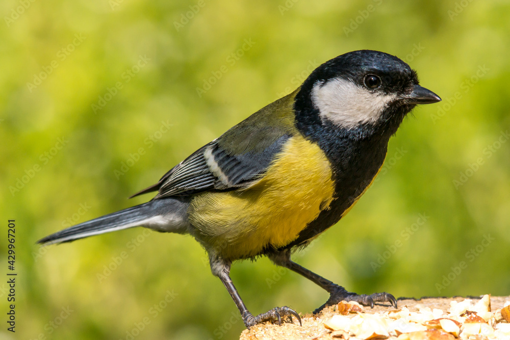 Fototapeta premium The great tit (Parus major)