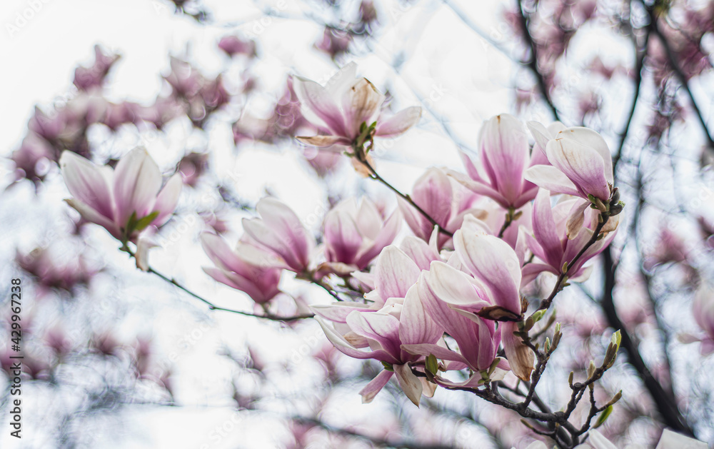 Obraz premium blooming magnolia in early spring, fresh buds of pink magnolia in a city park, Magnolia 