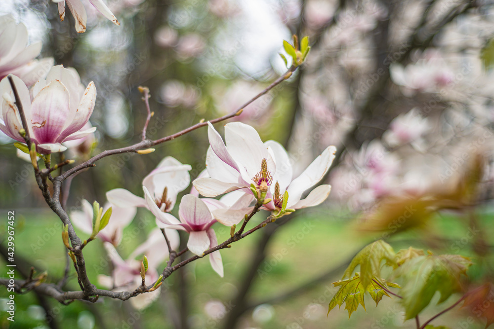 blooming magnolia close-up in early spring, fresh buds of pink magnolia in a city park, magnolia 