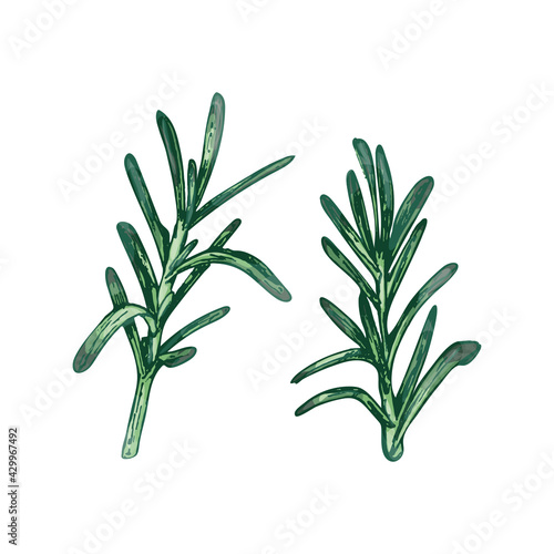 Rosemary branches and leaves. Vector color vintage hatching illustration isolated