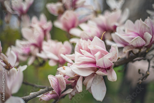 Fototapeta Naklejka Na Ścianę i Meble -  blooming magnolia in early spring, fresh buds of pink magnolia in a city park, Magnolia 
