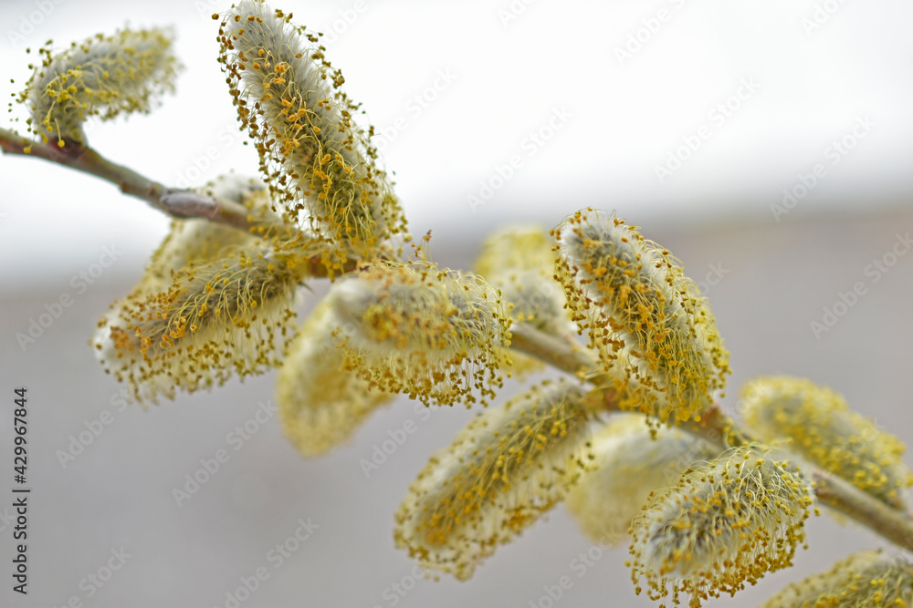 Blooming catkins of yellow willow (Lat. Sálix) in spring Blooming catkins of yellow willow (Lat. Sálix) in spring
