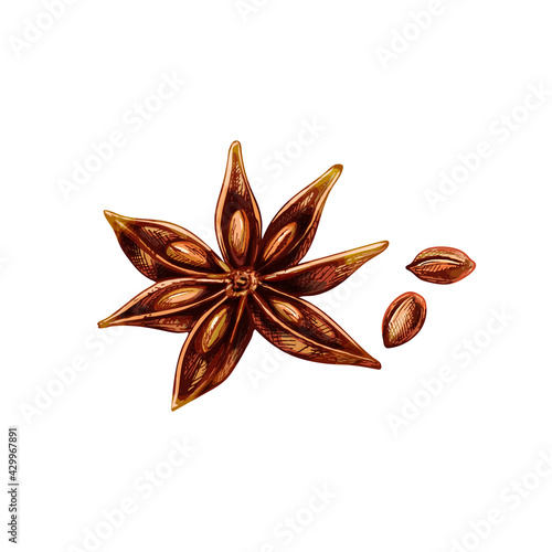 Anise spice fruit with seed. Vector vintage engraved