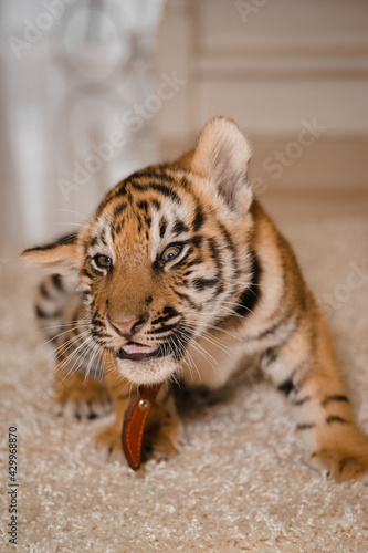 Fototapeta Naklejka Na Ścianę i Meble -  A small, cute, striped red tiger cub is scratching his ear.