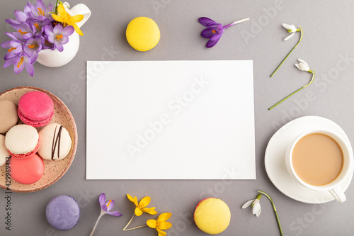 White paper sheet mockup with spring snowdrop crocus flowers and multicolored macaroons on gray pastel background. top view, copy space.