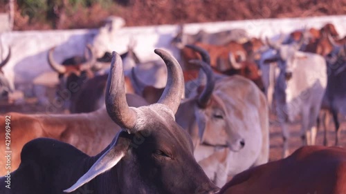 Indian cow and Cow group in govshala or farm,milk production and dairy products,cows at rural house photo