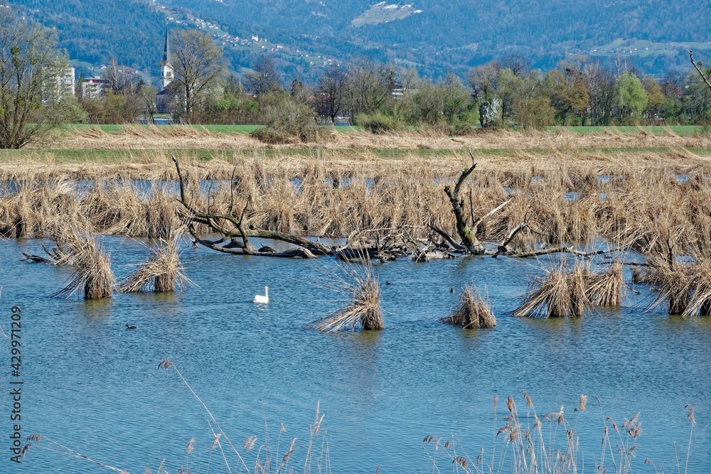 buma Stock Photo Adobe Stock