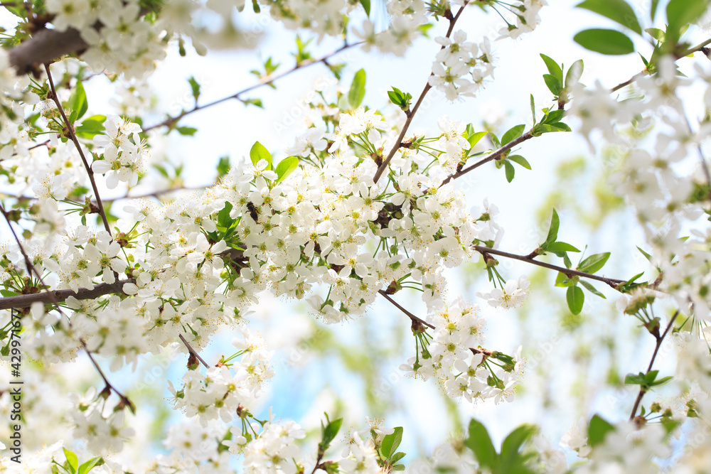 Fototapeta premium Flowering cherry against a blue sky. Cherry blossoms. Spring background.