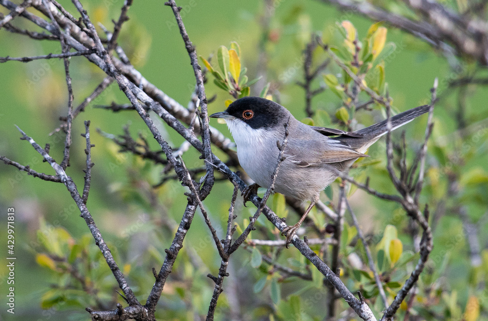 Obraz premium Male Sardinian warbler