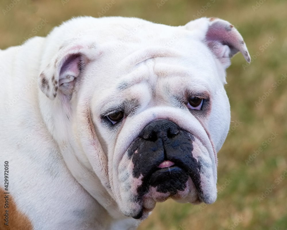 Bulldog with ectropion showing diamond eye shape