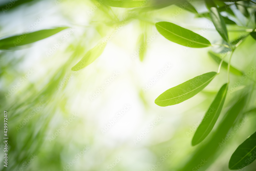Nature of green leaf in garden at summer. Natural green leaves plants using as spring background cover page greenery environment ecology wallpaper Nature of green leaf in garden at summer. Natural green leaves plants using as spring background cover page greenery environment ecology wallpaper
