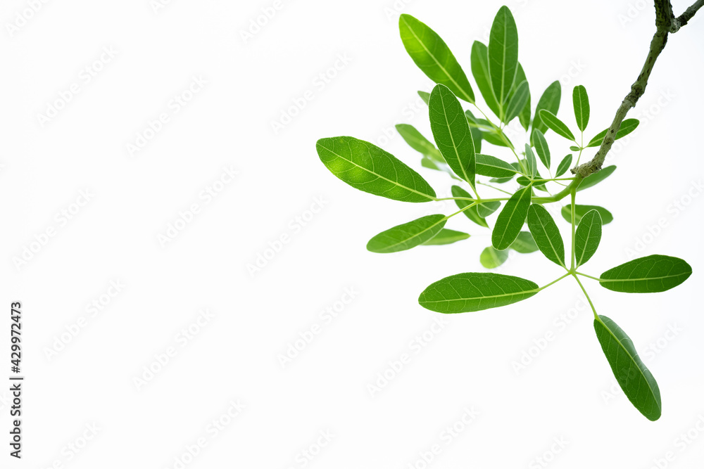 Nature of green leaf on white background at summer. Natural green leaves plants using as spring background cover page greenery environment ecology wallpaper Nature of green leaf on white background at summer. Natural green leaves plants using as spring background cover page greenery environment ecology wallpaper
