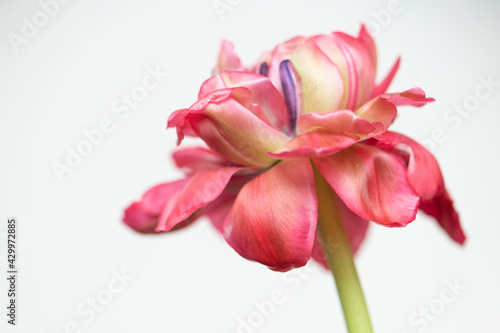 Tulpe in weiß/rosa/pink/lila/grün, Hintergrund weiß, close up