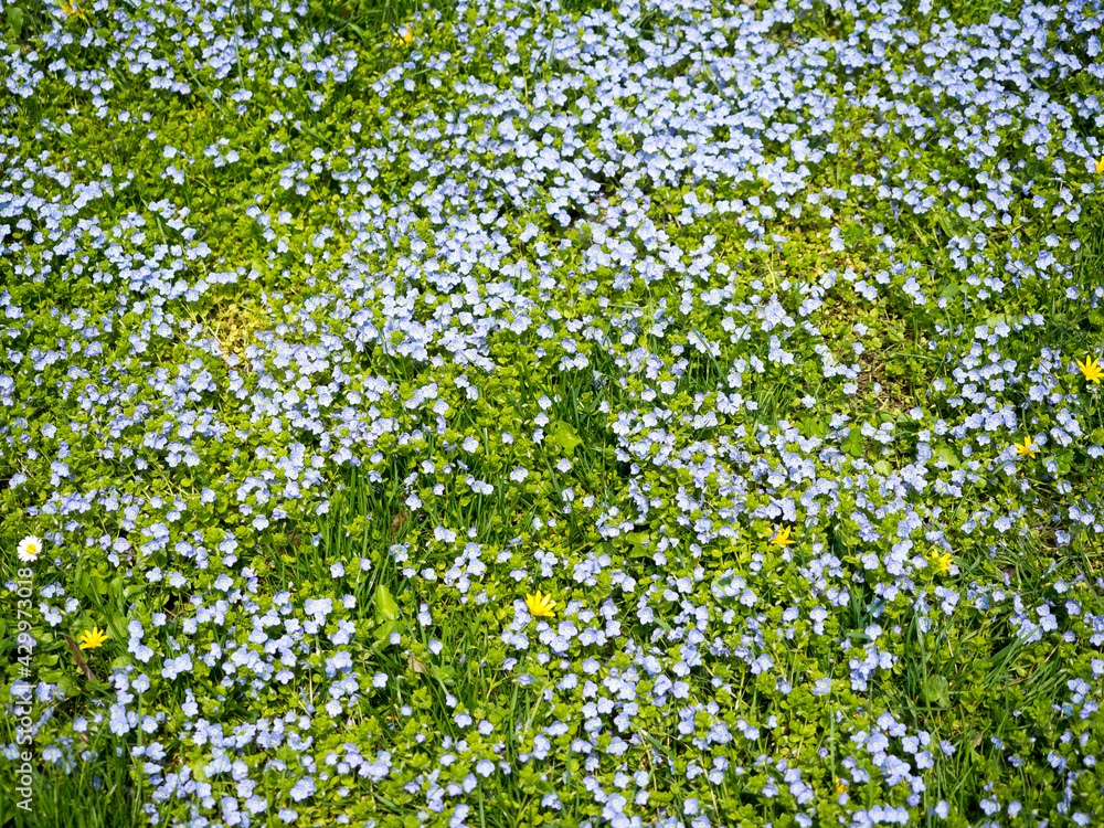 Niebieskie, błękitne małe kwiatki pośród trawy