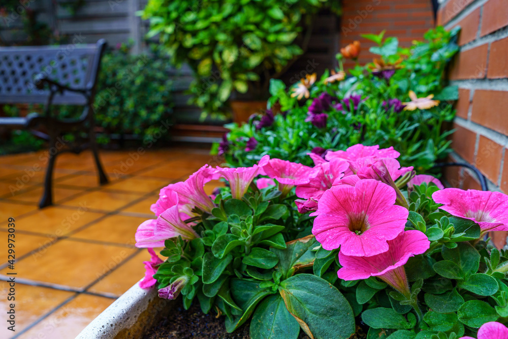Obraz premium Petunia flowers in planter on a rainy spring day.