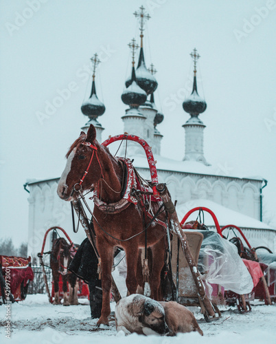 Photography Horse and dog on the background of the church