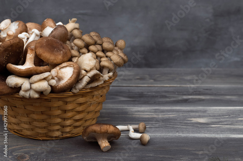 Variety of uncooked wild forest mushrooms in a basket isolated on gray background.