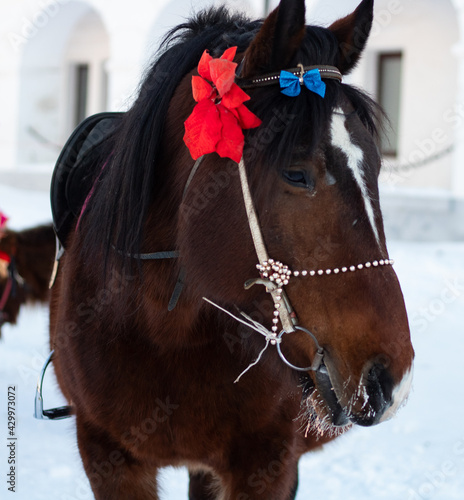 Beautiful horse with a bow