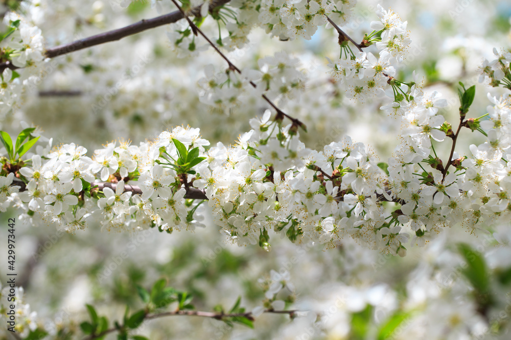Flowering cherry against a blue sky. Cherry blossoms. Spring background. Flowering cherry against a blue sky. Cherry blossoms. Spring background.
