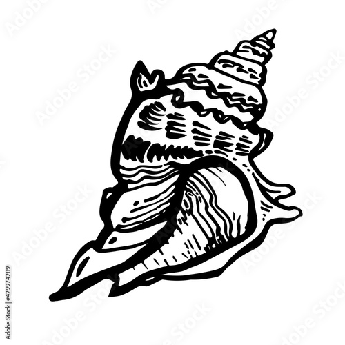 Marine fauna shell seashell live line style hand drawn black ink. Amazing inhabitant of the seabed, cockleshell for logo, icons, postcards. Stock vector illustration isolated on white background. 