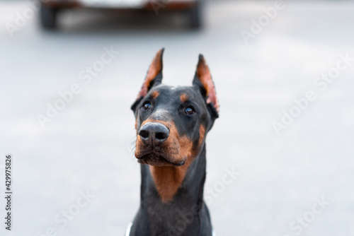 Portrait of a handsome Doberman, with a blurred background. © Artsiom P