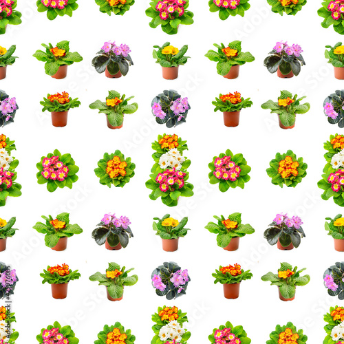 Large seamless pattern bright fresh violets isolated on white
