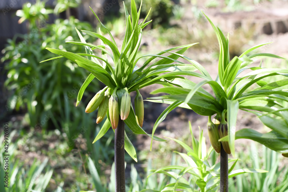 Obraz premium Large bushes of lily flowers in the garden with closed buds. Spring awakening of nature.