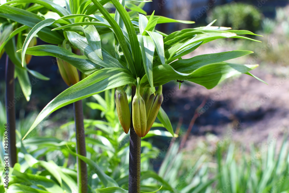 Obraz premium Large bushes of lily flowers in the garden with closed buds. Spring awakening of nature.