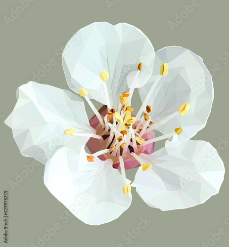 Geometrical, low poly, illustration of a plum or apricot blossom isolated