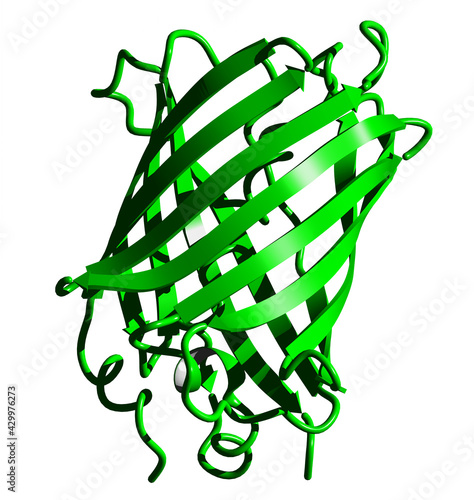 Green Fluorescent Protein