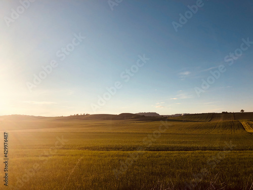 sunset over the field