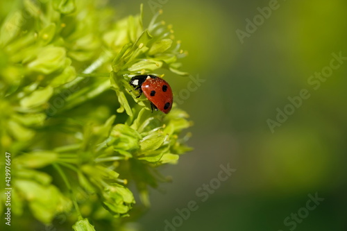A ladybug sits on a bud. Sunny day. © Soyka