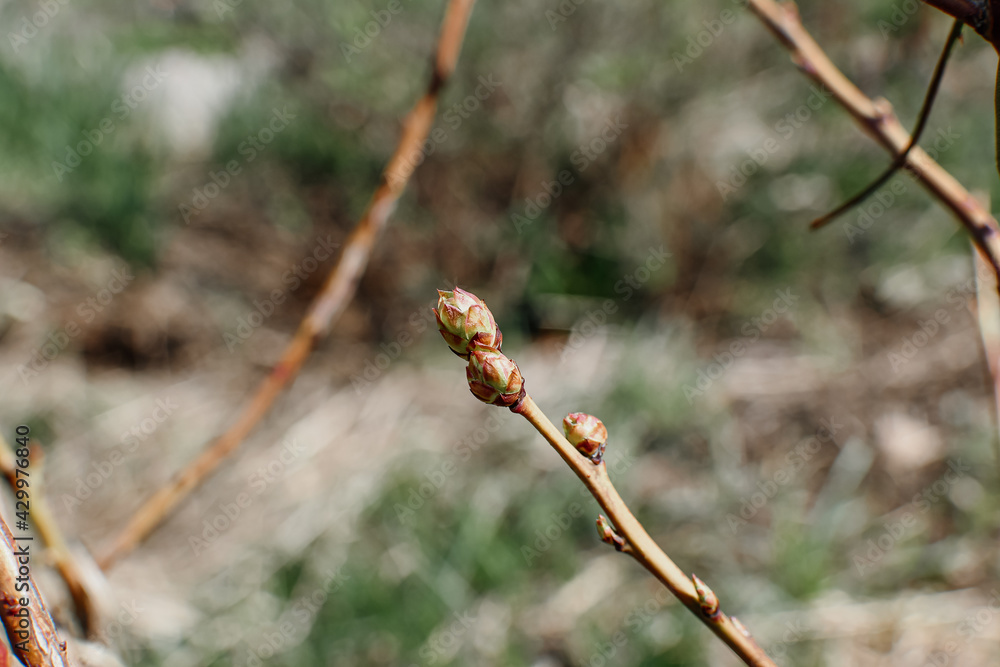 Young blueberry bushes grow in soil with drip irrigation. Forest land. The soil is covered with mulch on top to protect and improve its properties. Spring work in the garden. Young blueberry bushes grow in soil with drip irrigation. Forest land. The soil is covered with mulch on top to protect and improve its properties. Spring work in the garden.
