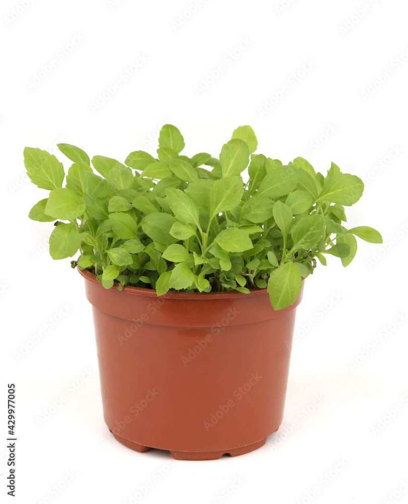Young aster flower seedlings in pots isolated on white background. Flower aster sprouts growing indoor in spring. Young aster flower seedlings in pots isolated on white background. Flower aster sprouts growing indoor in spring.