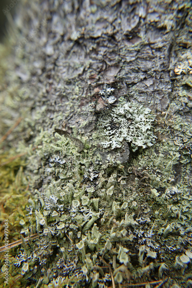 Moss and lichens growing on the tree bark. Nature beauty forest texture background. Moss and lichens growing on the tree bark. Nature beauty forest texture background.