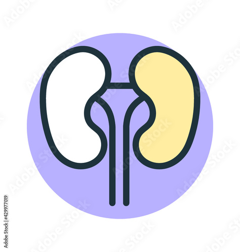 Kidneys