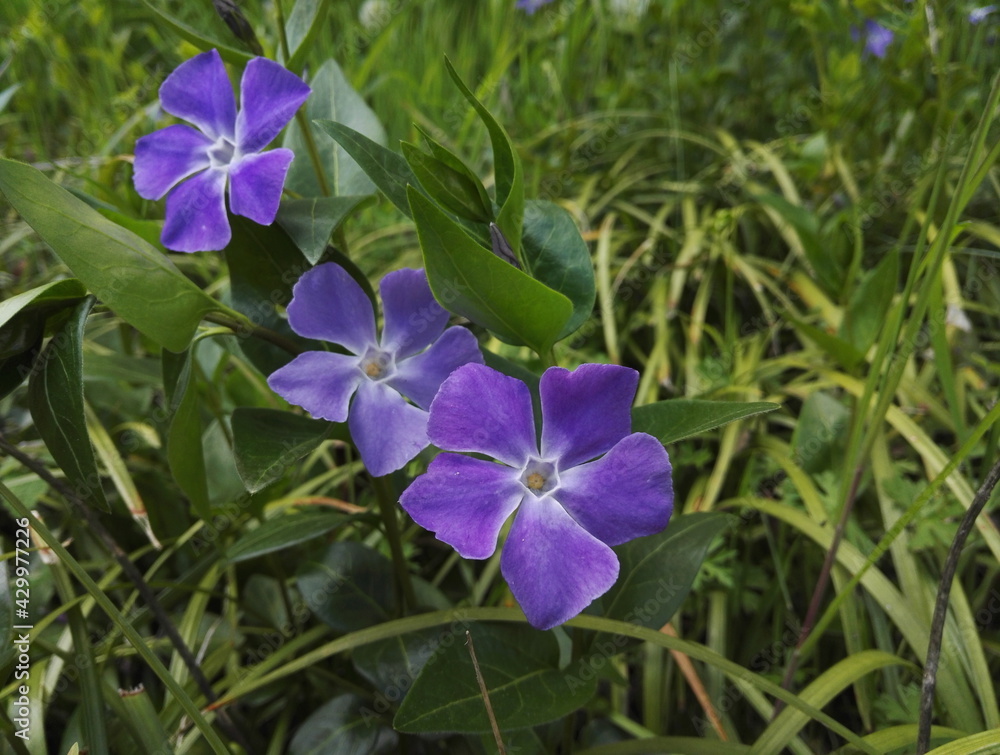 Delicate and rustic blue periwinkle or Vinca major, species of