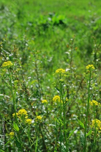 Barbarea vulgaris (bittercress, herb barbara or rocketcress). Yellow wildflowers on a green field. Beautiful meadow flowers. Summer nature background