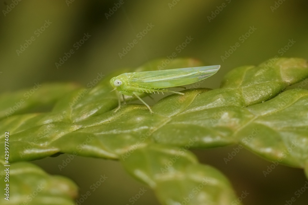 insect Empoasca vitis pidikřísek on a leaf insect Empoasca vitis pidikřísek on a leaf