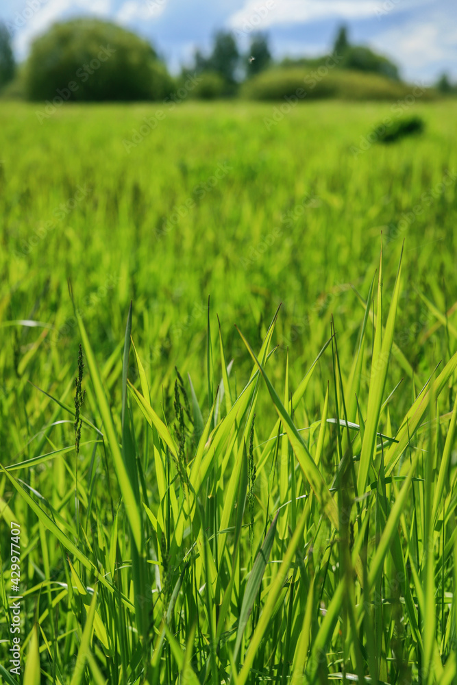 Green grass glowing from the sun rays. Beautiful nature background. Summer texture Green grass glowing from the sun rays. Beautiful nature background. Summer texture