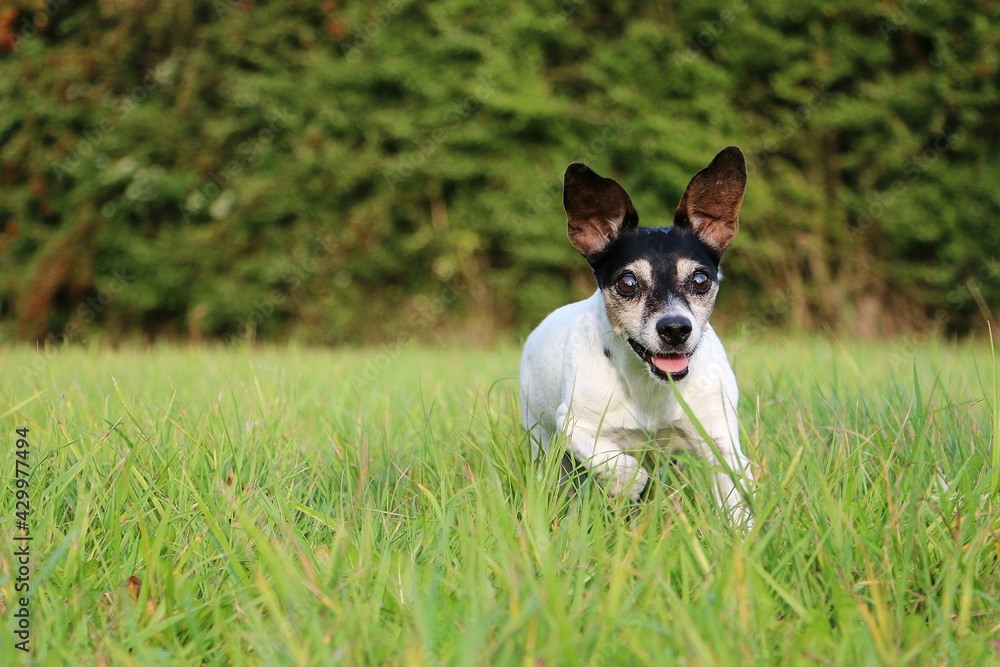 funny small Jack russell Terrier is running in the garden funny small Jack russell Terrier is running in the garden