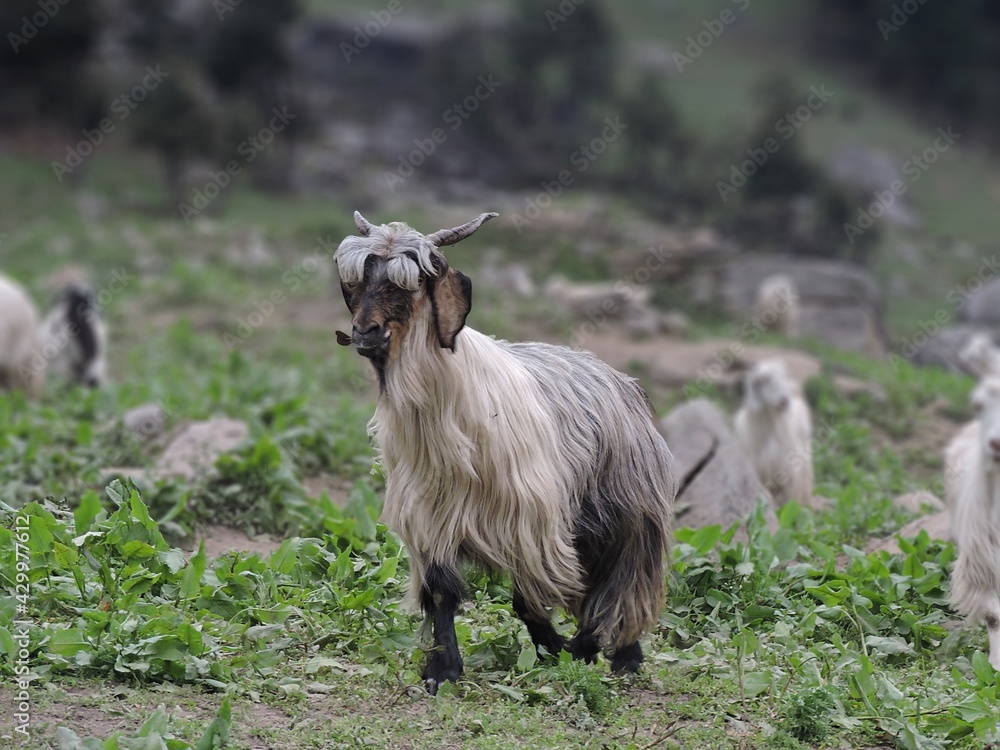 Obraz premium two goats on a meadow