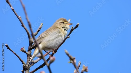  Fitis (Phylloscopus trochilus) photo