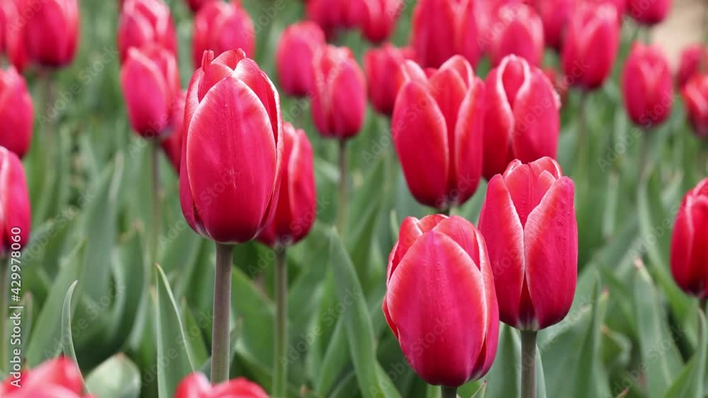Red tulips representing spring season. Tulips farm. Red tulips representing spring season. Tulips farm.