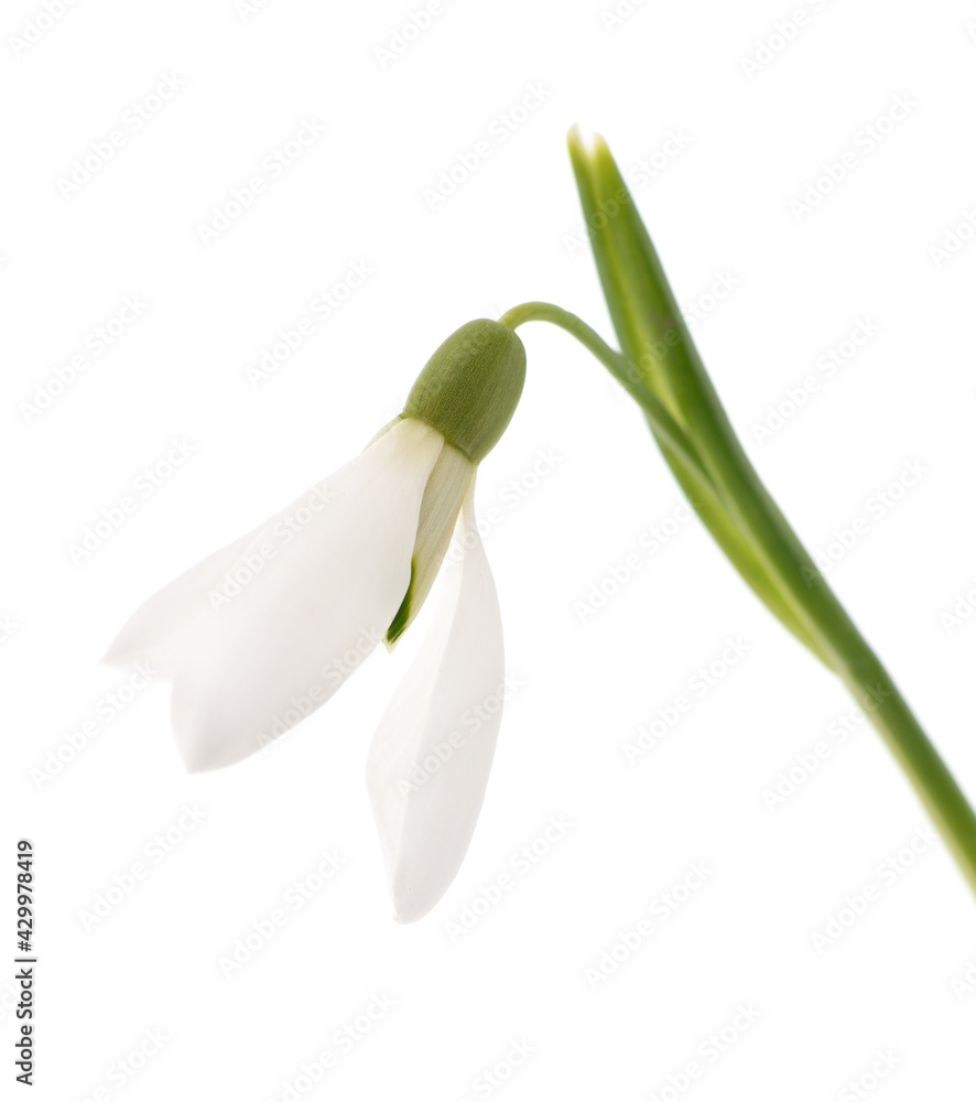 One white snowdrop with leaves One white snowdrop with leaves