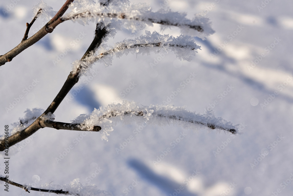 the branch is covered with white snow the branch is covered with white snow