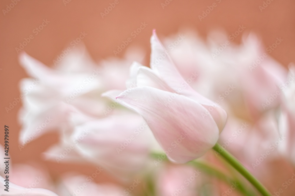 Fototapeta premium ピンクのゆり咲チューリップ
