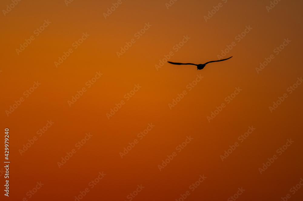 Seagull in Flight Orange Morning Sky
